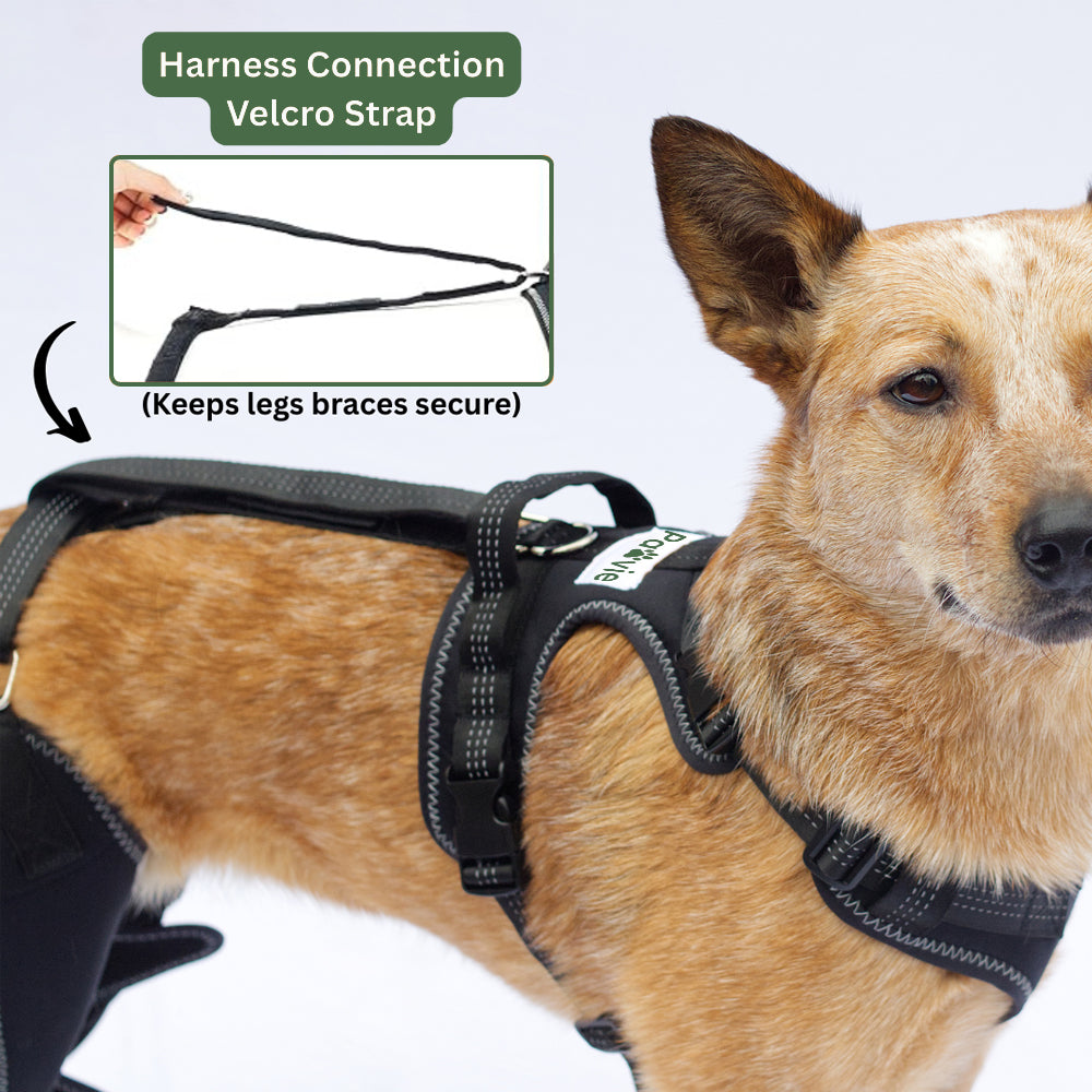 Pawvie™ Orthopedic Dual-Hinge Knee Brace