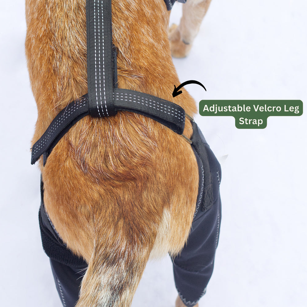 Pawvie™ Orthopedic Dual-Hinge Knee Brace