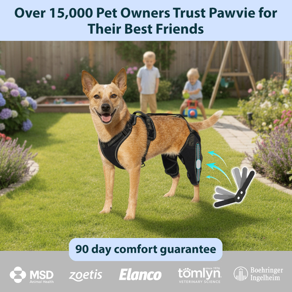 Pawvie™ Orthopedic Dual-Hinge Knee Brace