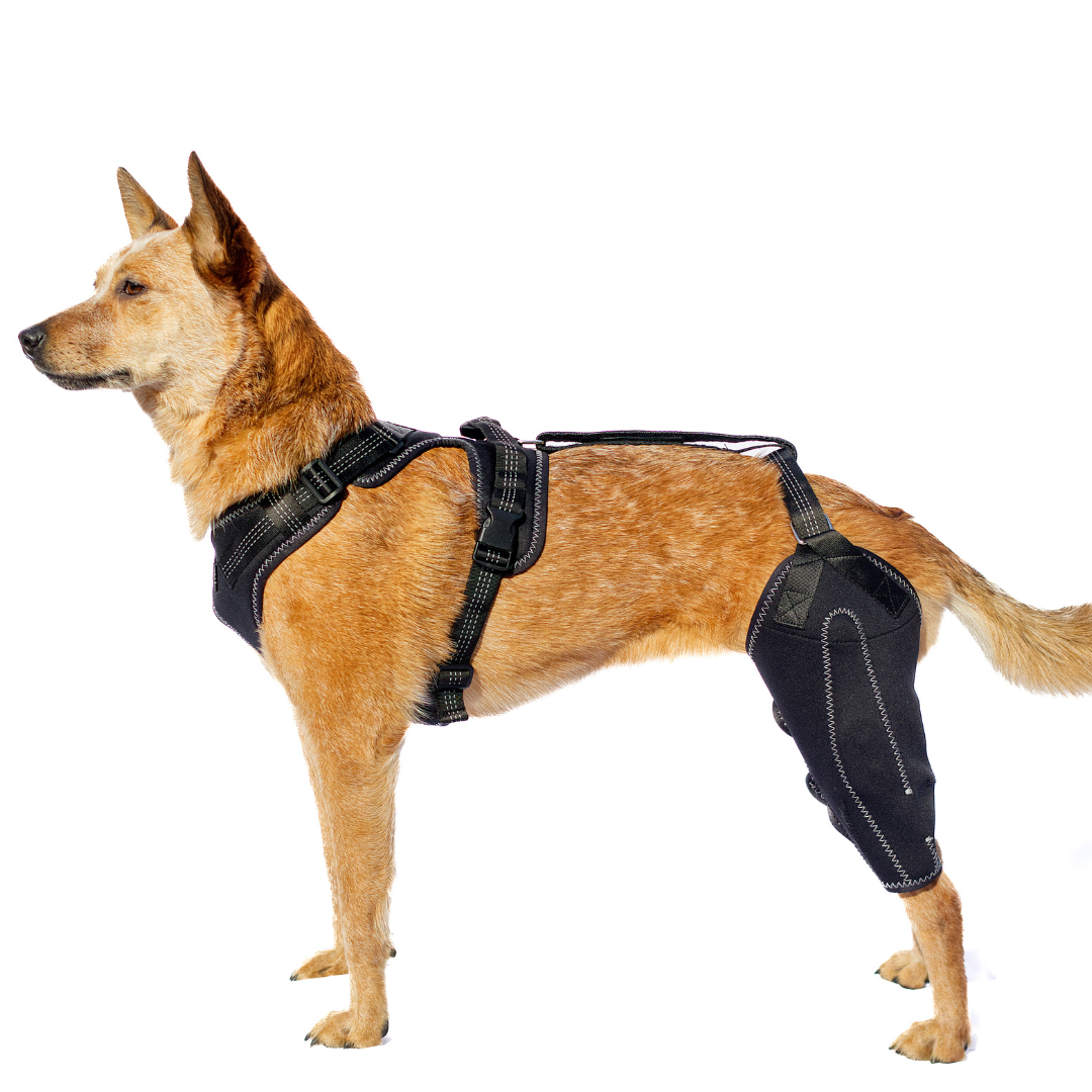 Dual-Leg Hinged Knee Support Harness for Dogs