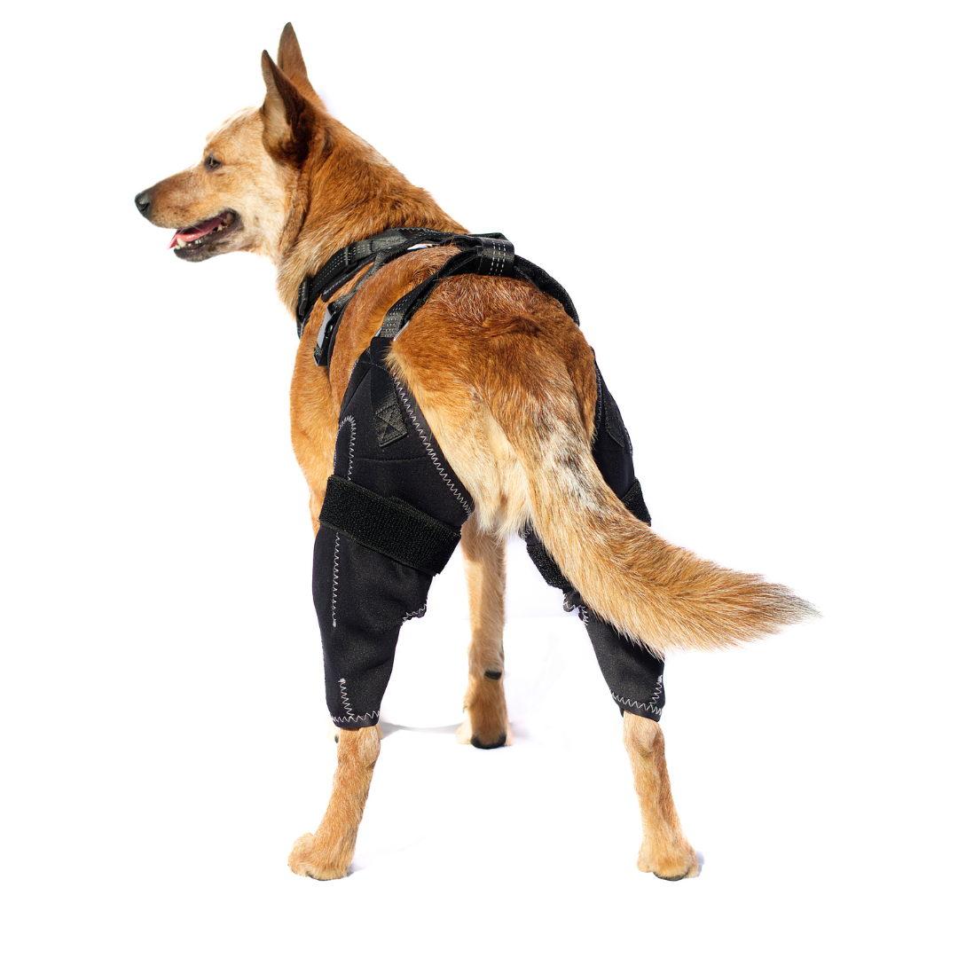 Dual-Leg Hinged Knee Support Harness for Dogs