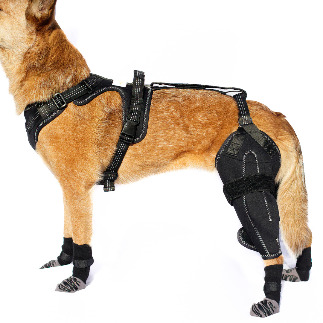 Dual-Leg Hinged Knee Support Harness for Dogs