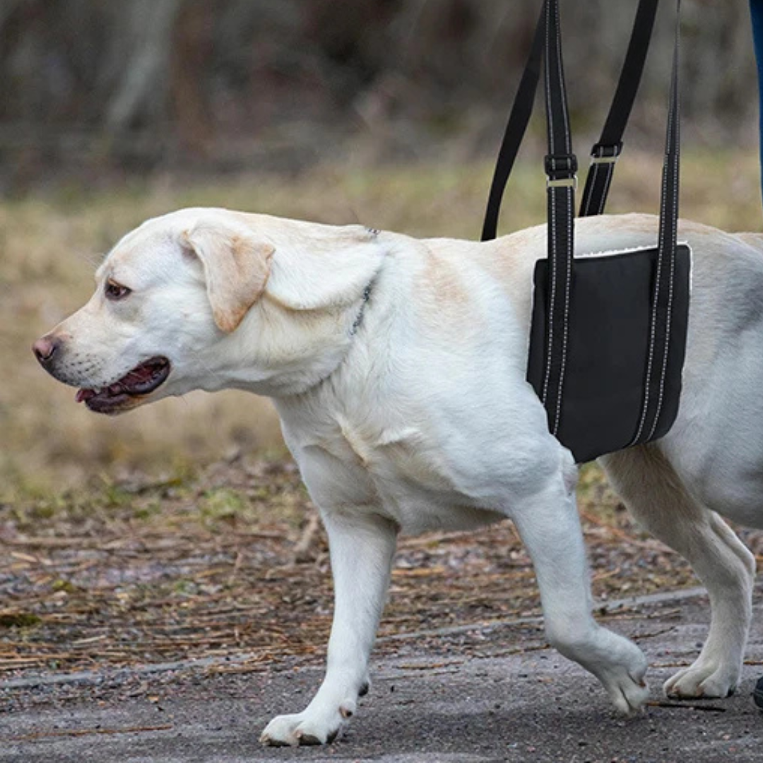 Dog Lifting Sling for Mobility Support