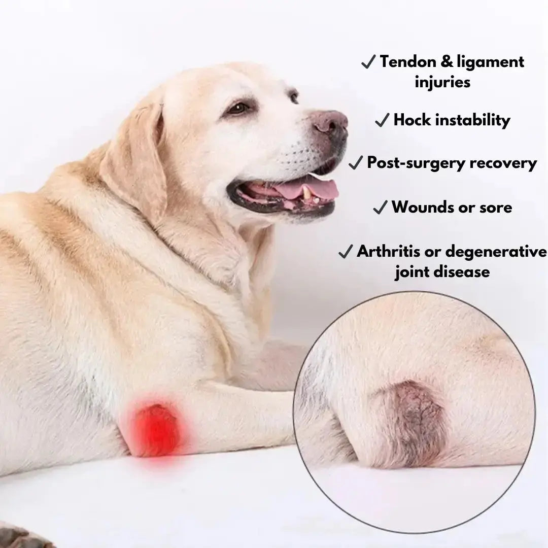 Hock/Elbow Support Brace
