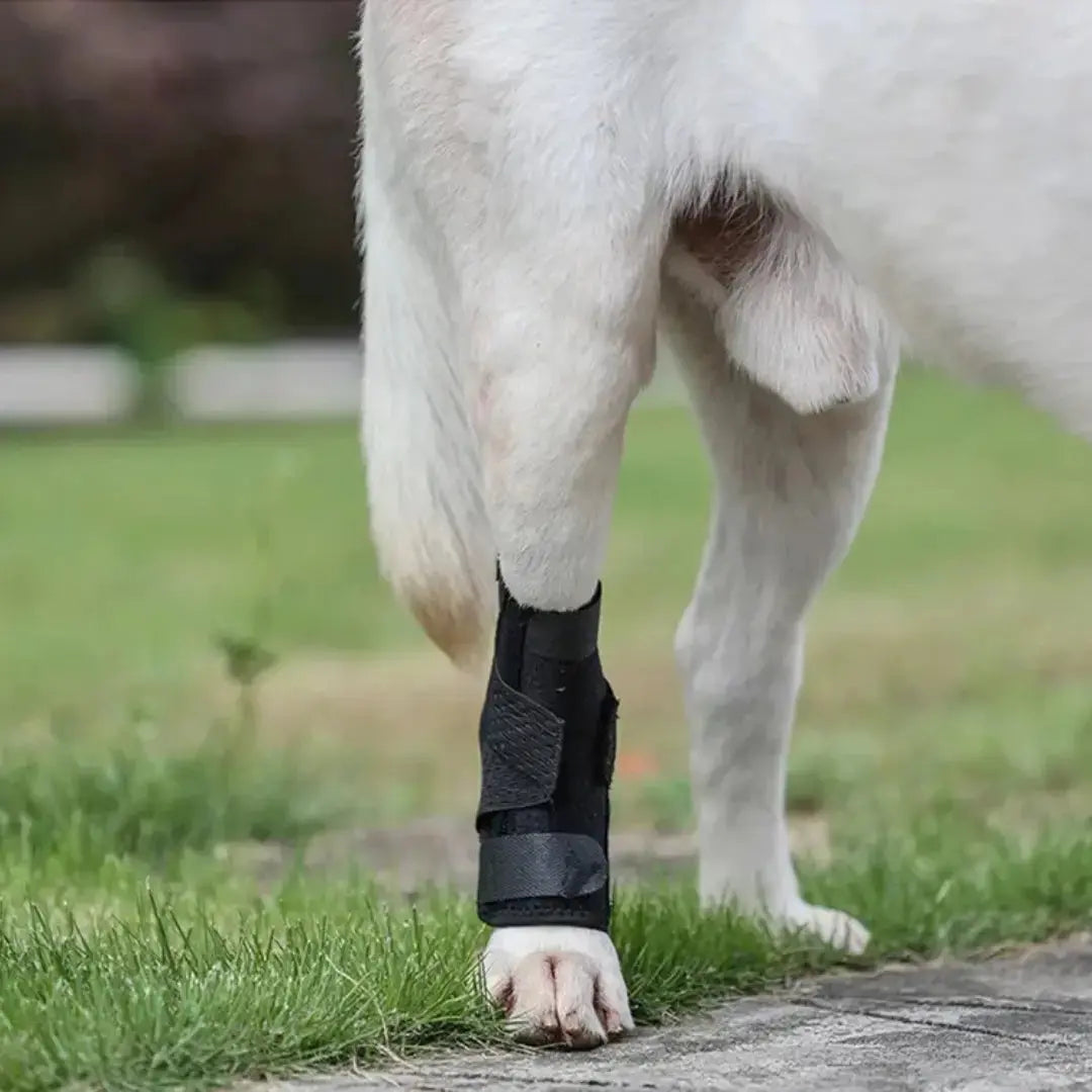 Hock/Elbow Support Brace
