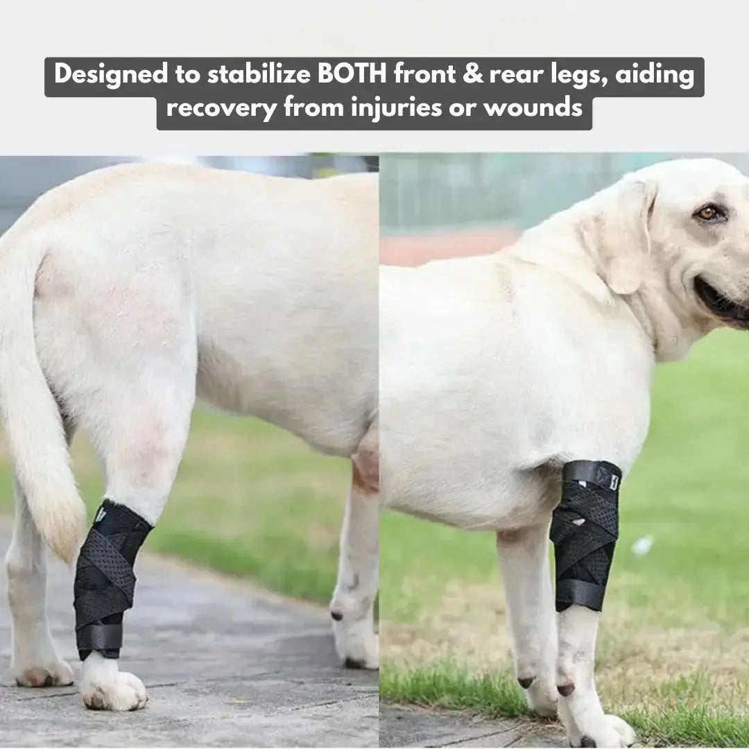Hock/Elbow Support Brace