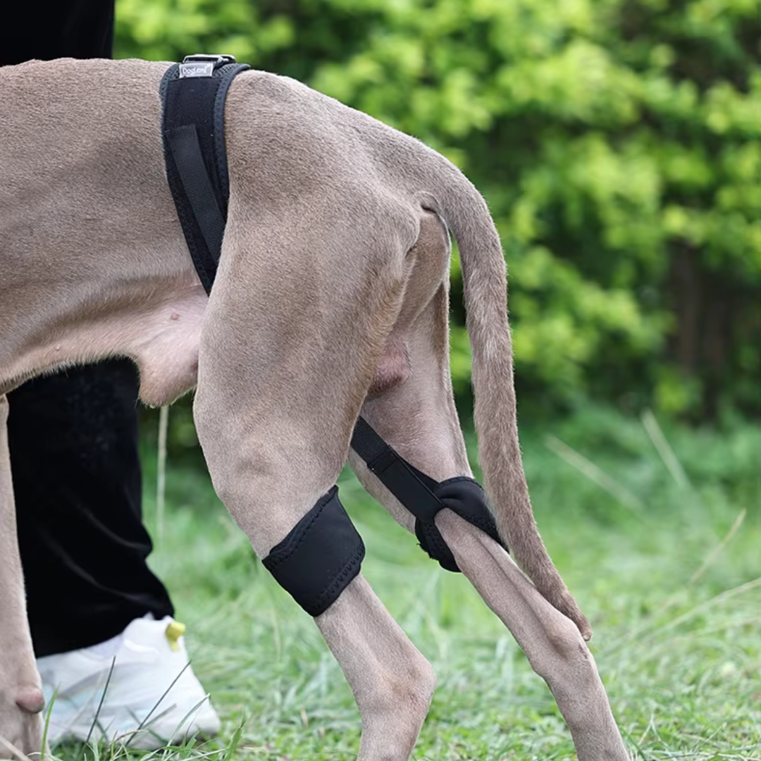 Hip Brace Belt For Dogs