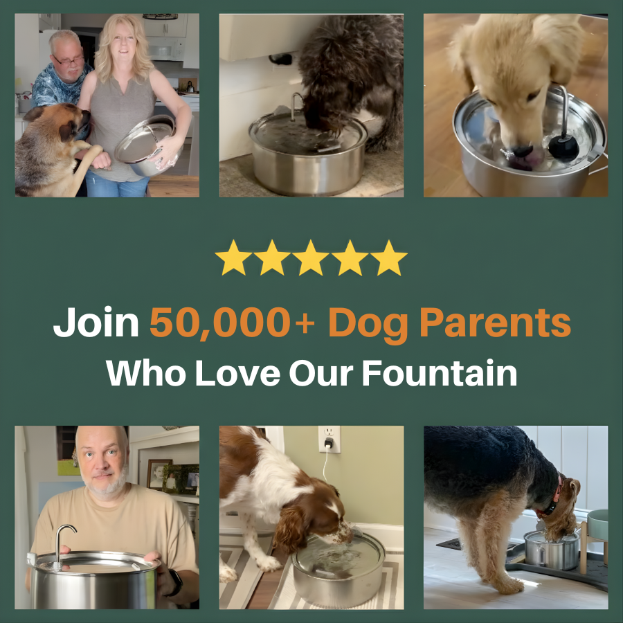 Pawvie™ Edelstahl-Hunde-Trinkbrunnen