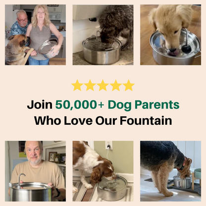 The Doggy Fountain