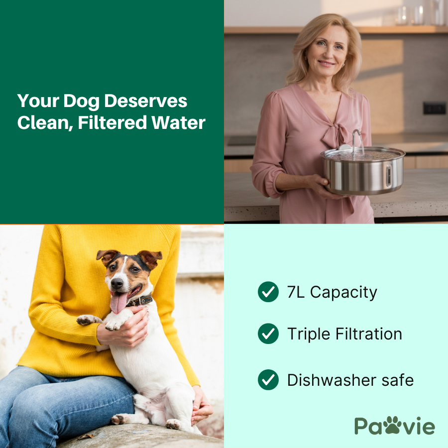 The Doggy Fountain